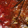 紅葉 IN 大井平公園