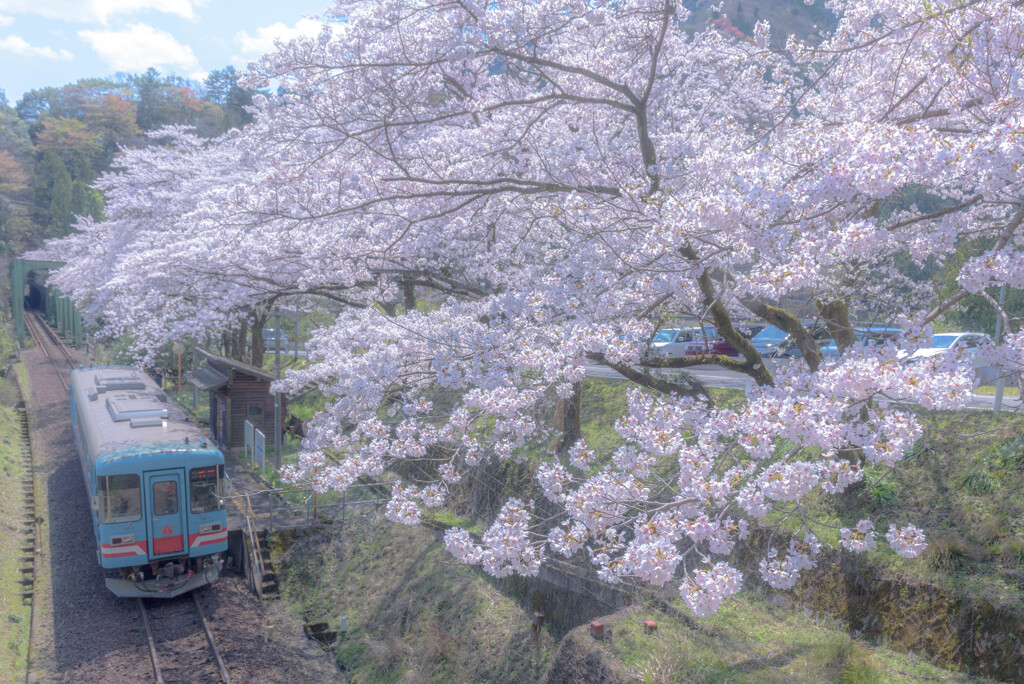 小さな駅の大きな桜