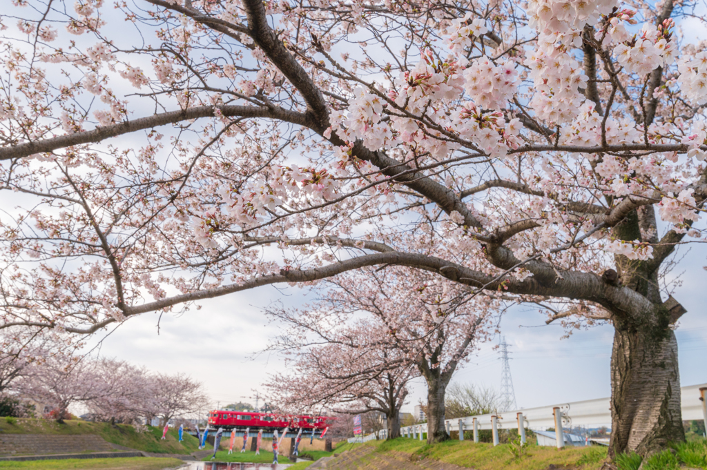 桜旅