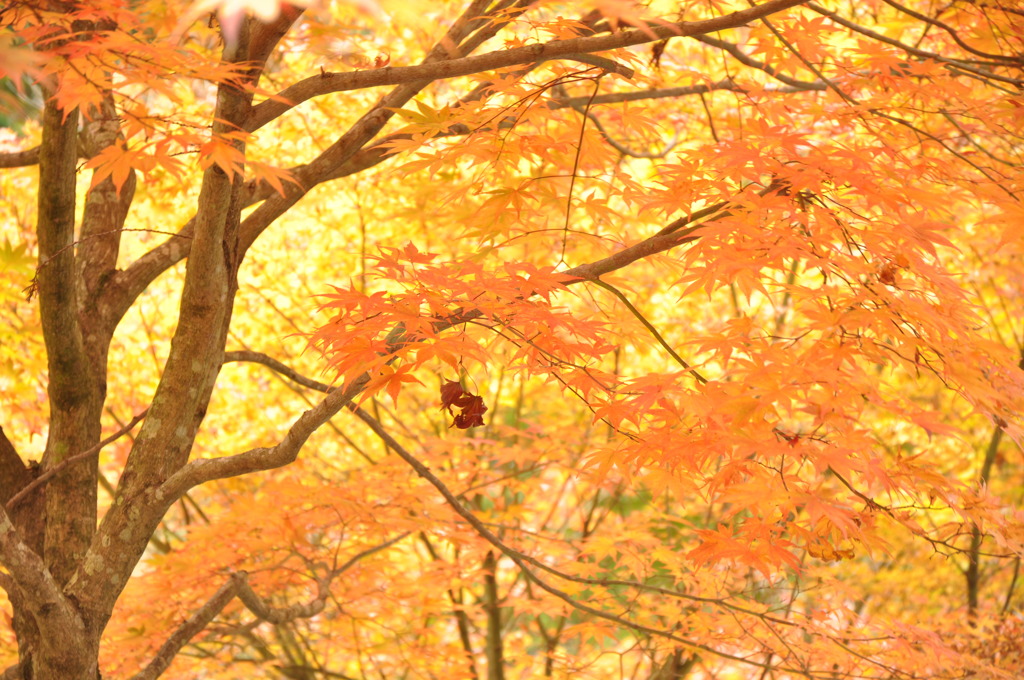 紅葉 IN 大井平公園