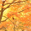 紅葉 IN 大井平公園