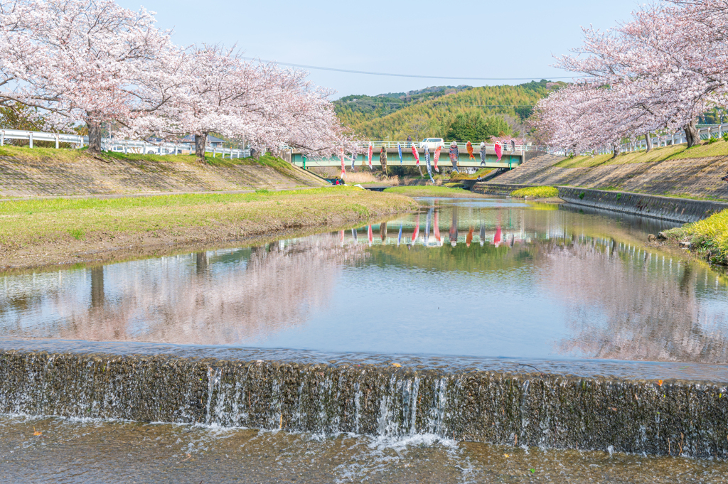 春の小川は桜色