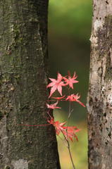 子紅葉