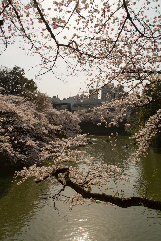 桜紀行－千鳥が淵－