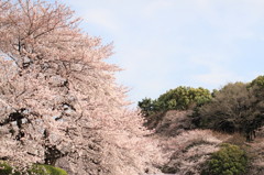 通勤途中の助手席からサクラ♪