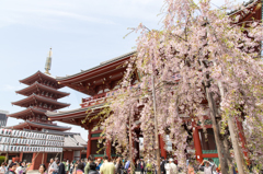 桜紀行－浅草寺－