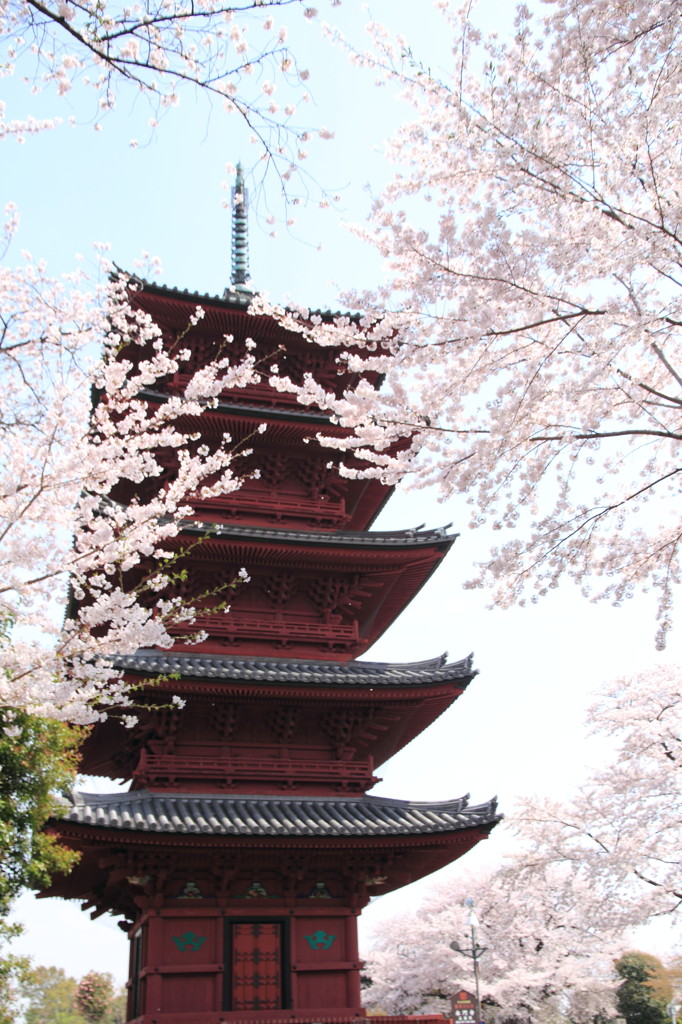 桜と五重塔