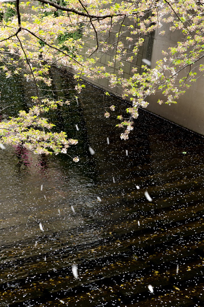散りゆく春の桜川