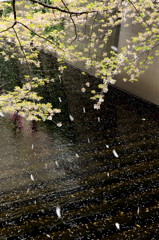 散りゆく春の桜川