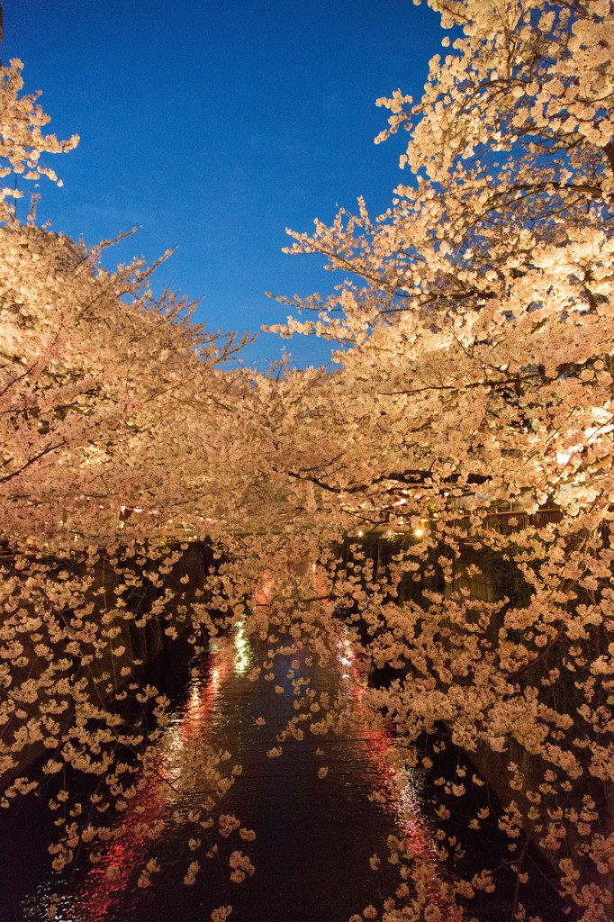 桜舞川