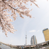 桜紀行－墨田公園－