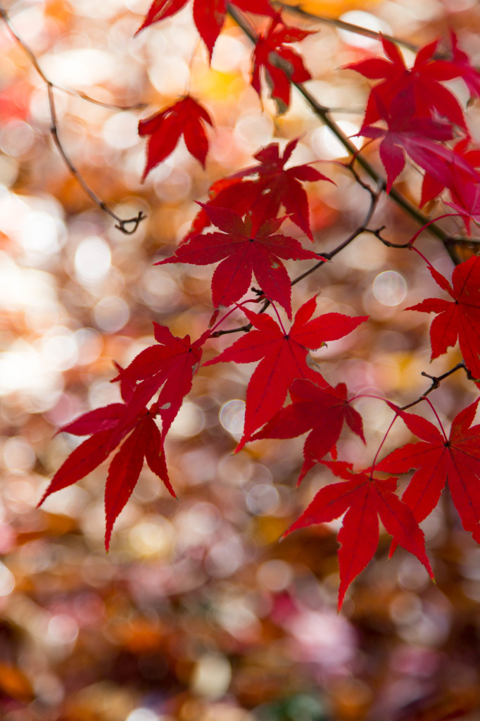 紅飾り