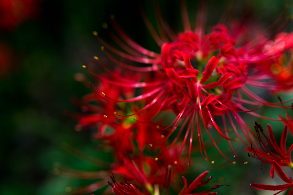 曼珠沙華の色