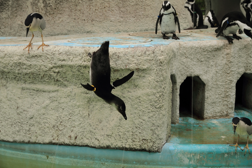 飛翔ペンギン！