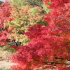 紅葉を見ると