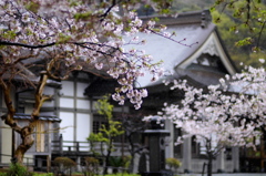 鎌倉、雨20120414_007_---