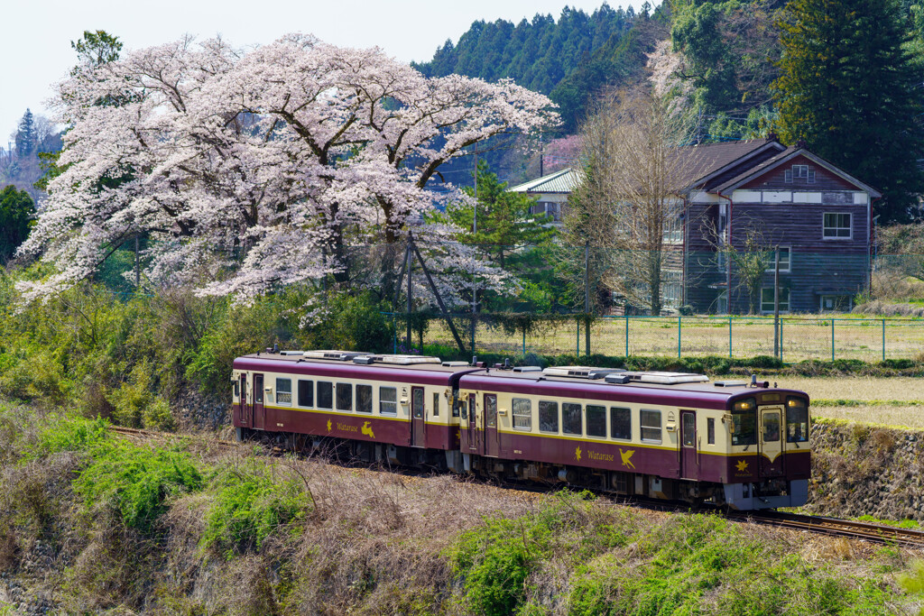 桜の木の下で