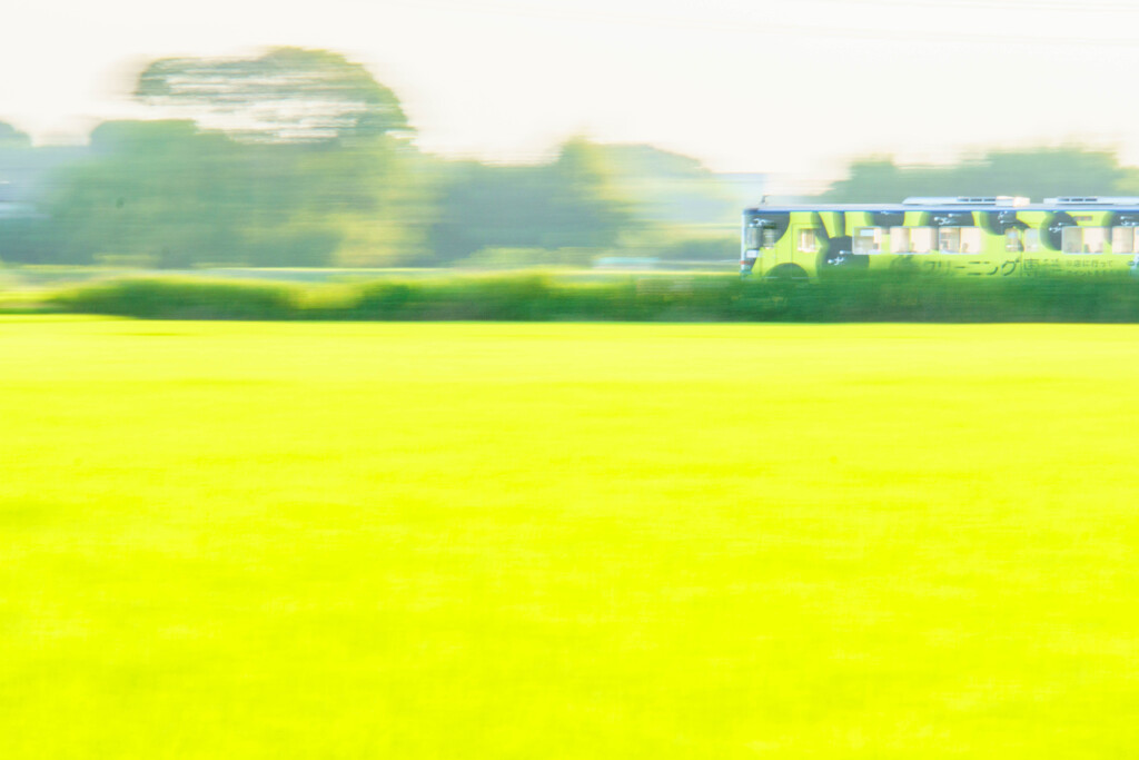 夏を駆けるウサギ
