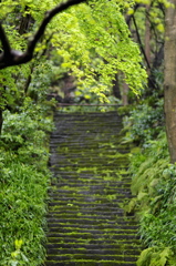 鎌倉、雨20120414_006_---