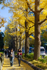 Autumn city