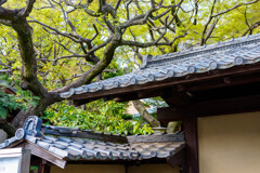 春歩き
