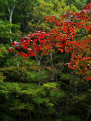 赤く萌える