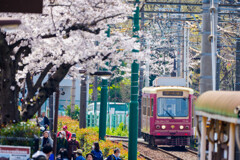 東京さくらトラム