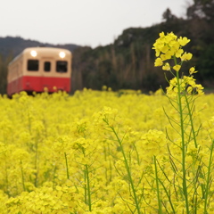 菜の花がいっぱい