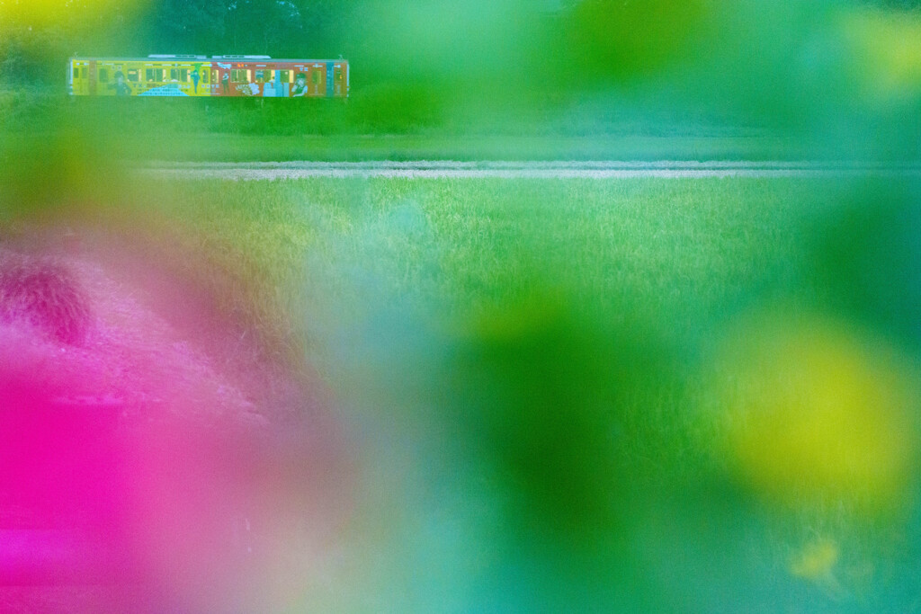 秋彩