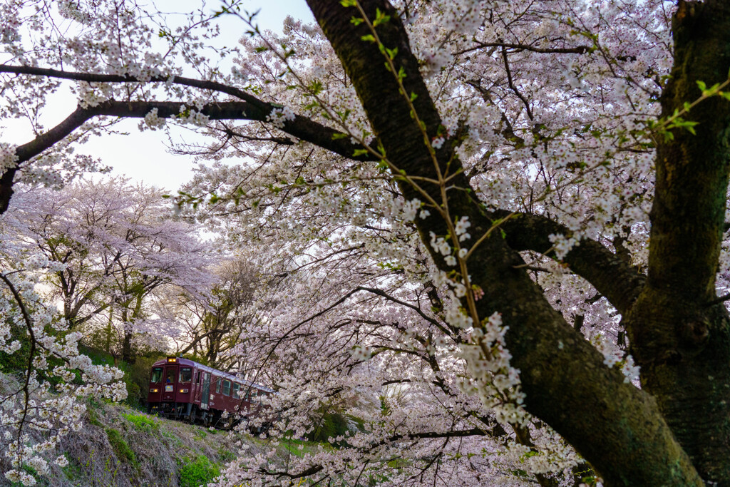 桜に包まれて