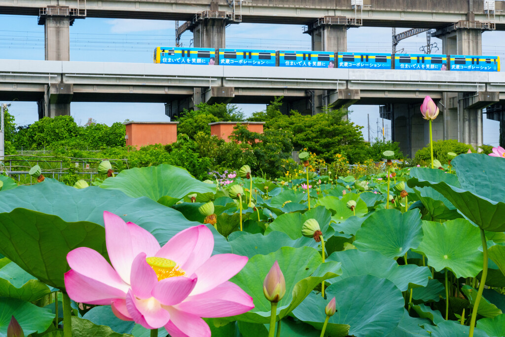 花よりシャトル