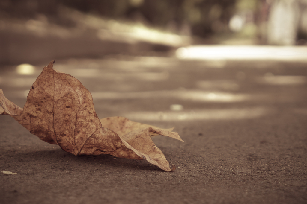 落ち葉
