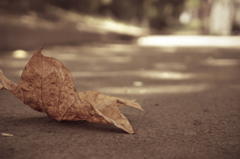 落ち葉
