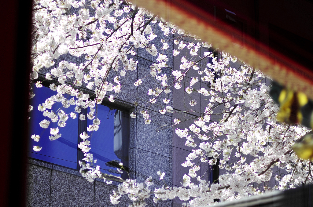 お茶の水、春20120407_002_DA70Ltd