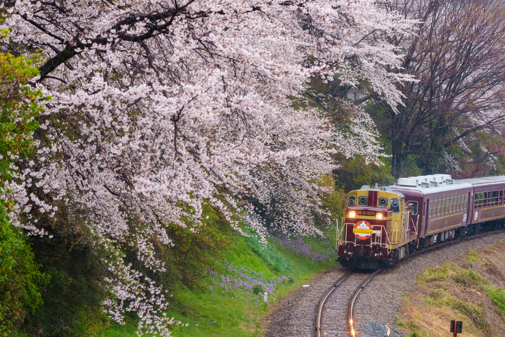 雨の桜路