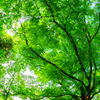 Greeeen.