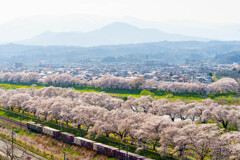 春を往く