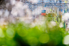 東京さくらトラム