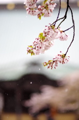 鎌倉、雨20120414_008_---