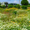 ちいさな花園