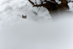 けいかいかんしちゅう(=^・^=)