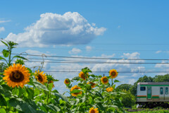 夏のお嬢さん