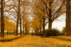 紅葉筵の散歩道