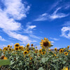 夏空 1/2