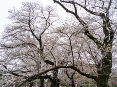 春の到着点