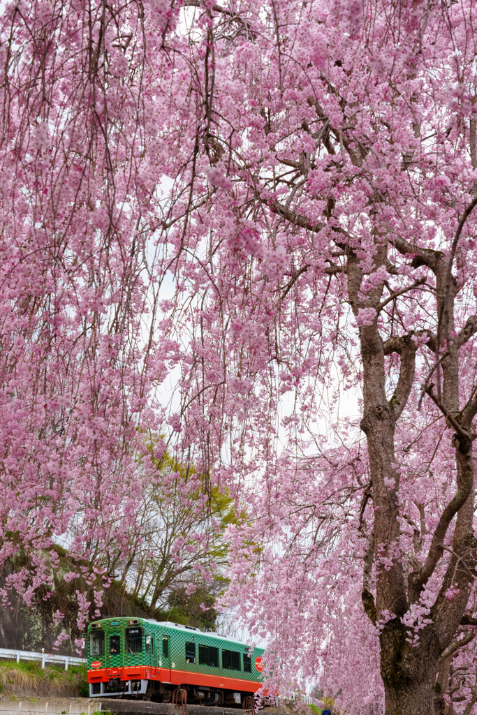 SAKURA Shower