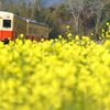 菜の花列車