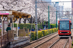 東京さくらトラム
