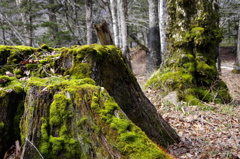 奥日光20120505_002_DA18-135