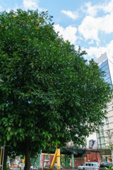 甘酸っぱい誘惑